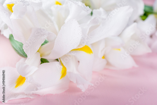 Fototapeta Naklejka Na Ścianę i Meble -  Beautiful White Iris Flowers on Pink Background