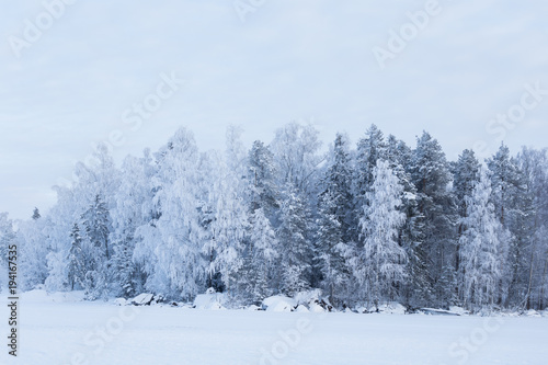 Trees covered in frost snow nature winter lakeside scene