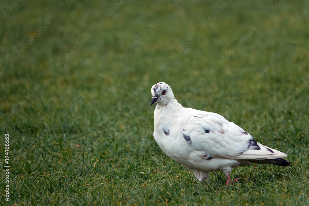 Fototapeta premium A lone white dove is walking on the grass. Animals albinos