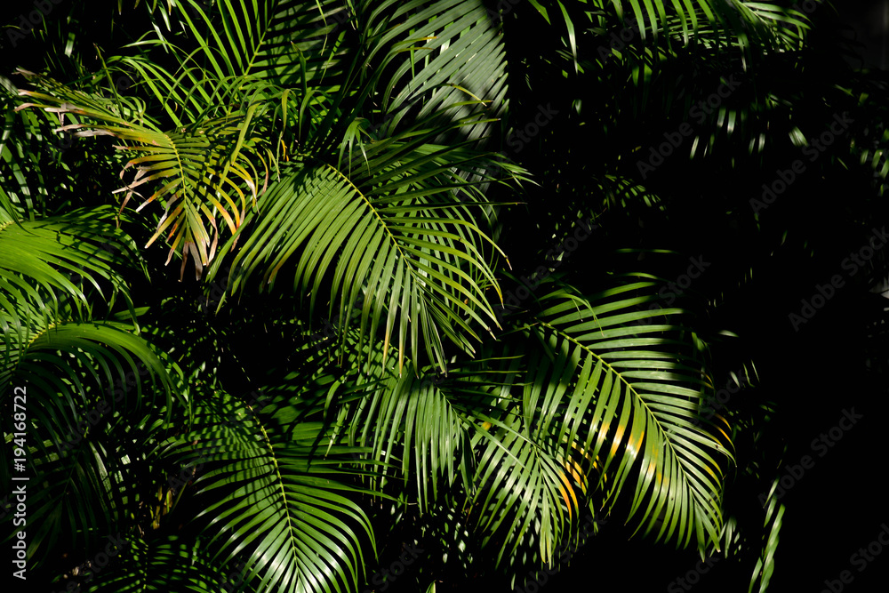 green palm leaf in the forest green palm leaf in the forest