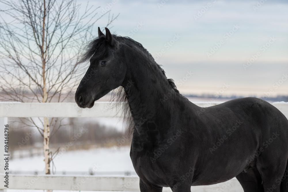 Portrait of a black friesian horse on a blue sky background, on the snow-covered field in the winter Portrait of a black friesian horse on a blue sky background, on the snow-covered field in the winter