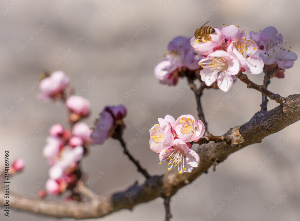 Blossom tree over nature background. Spring flowers.Spring Background Blossom tree over nature background. Spring flowers.Spring Background