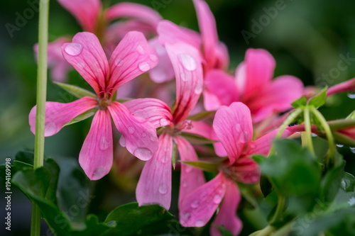 A macro shot of pink geranium with water drops