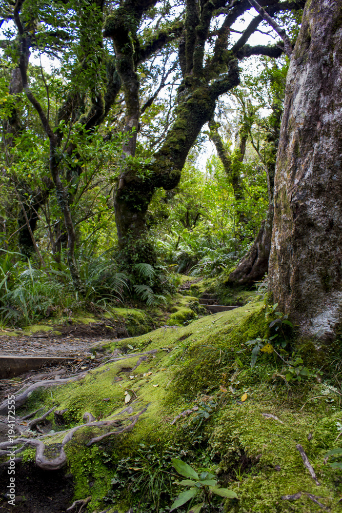 Obraz premium New Zealand rainforest magical path