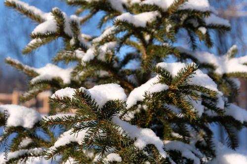 snow spurce branch © Юлия Голубева