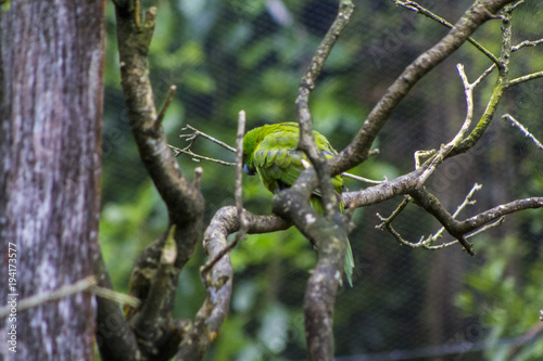 Antipodes Island Parakeet on tree branch photo