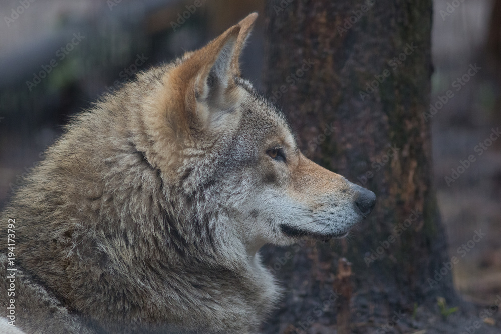 wolf, animal, wildlife, canis lupus