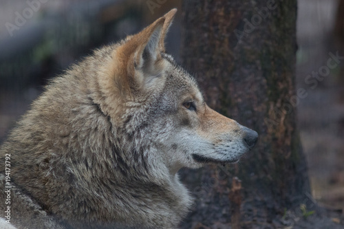 wolf  animal  wildlife  canis lupus