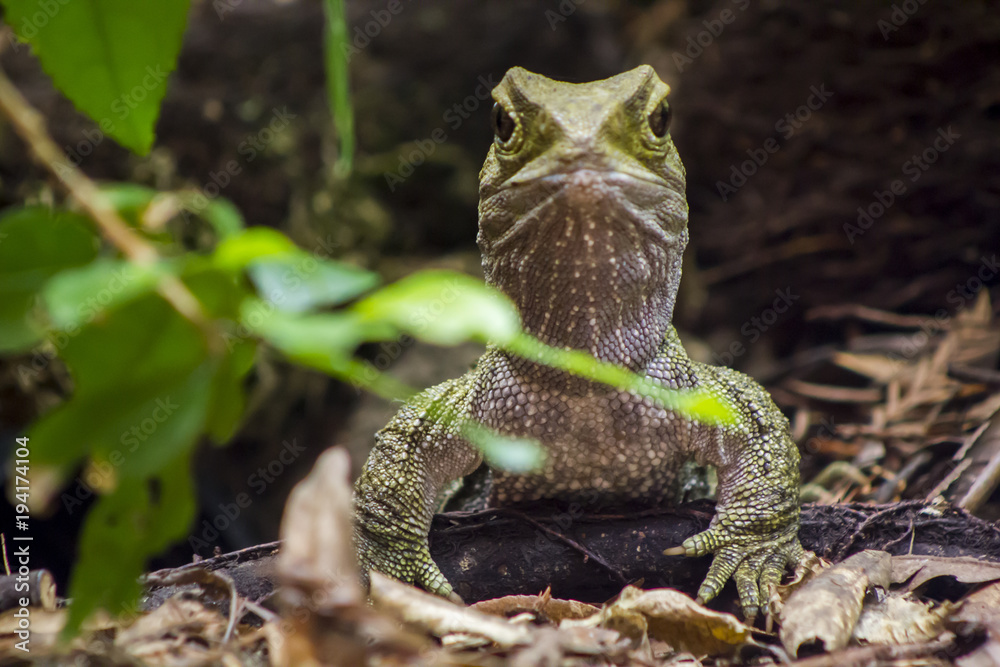 Obraz premium Tuatara reptile portait