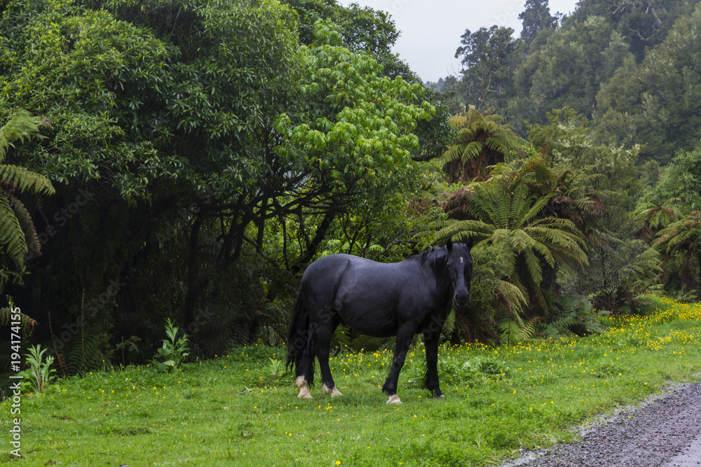Amazing black wild horse on forest