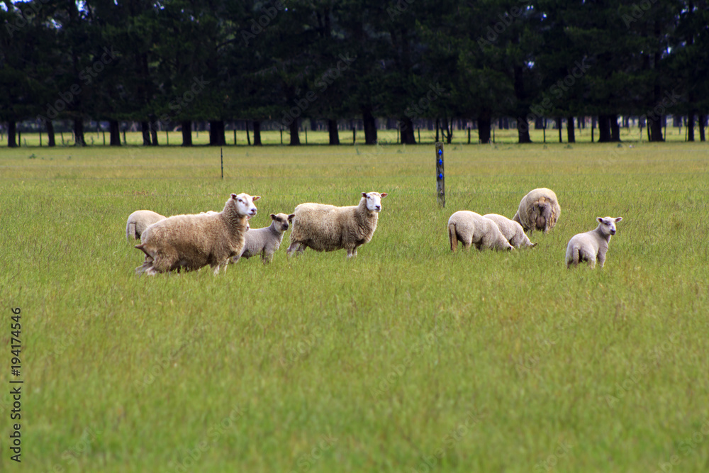 Grazing Sheep on green field Grazing Sheep on green field