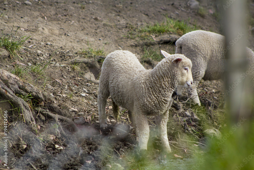Obraz premium Sheep on the north island of New Zealand