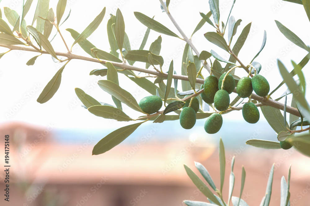 Grüne Oliven in Italien, im Hintergrund das Meer zu sehen StockFoto