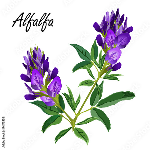 Alfalfa flowers (Medicago sativa, lucerne). Hand drawn vector illustration of alfalfa plant with leaves and flowers isolated on white background.