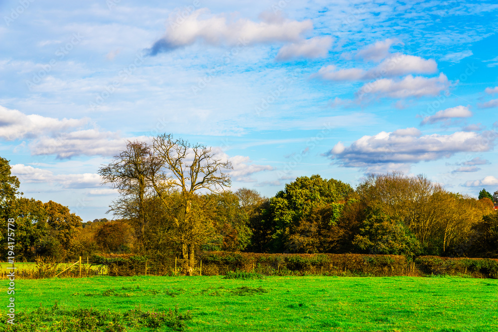 English sheep grazing in a meadow, typical British green pasture on a sunny day