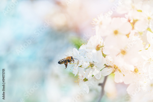 Flying bees in the air to the cherry blossoms in search of honey nectar. A symbol of spring.