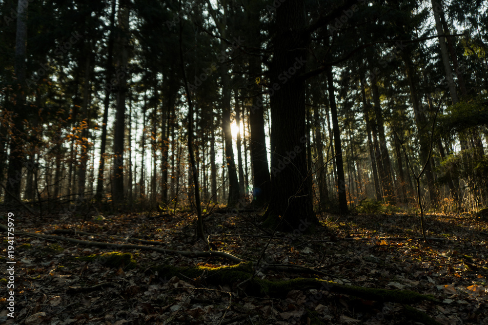 Obraz premium Sonnenstrahlen im Wald