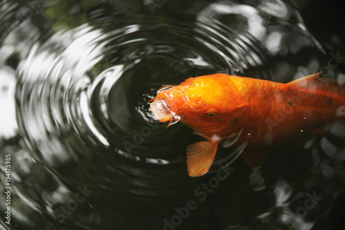 Ripples of a goldfish