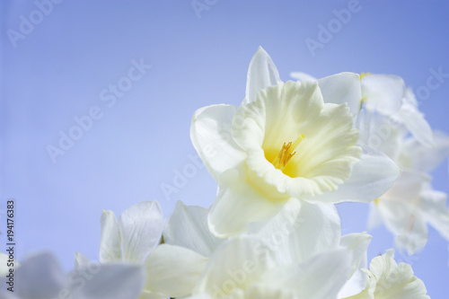 Fototapeta Naklejka Na Ścianę i Meble -  White daffodils against the blue sky