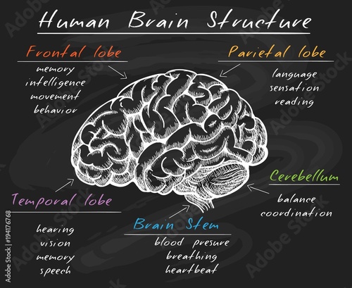 Cerebrum diagram. Biology human head brain structure, cerebral sections on chalk board vector illustration