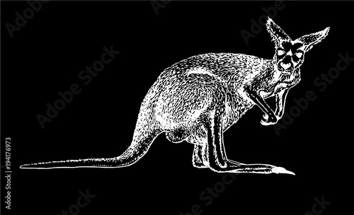 graphical sketch of kangaroo on black background,vector