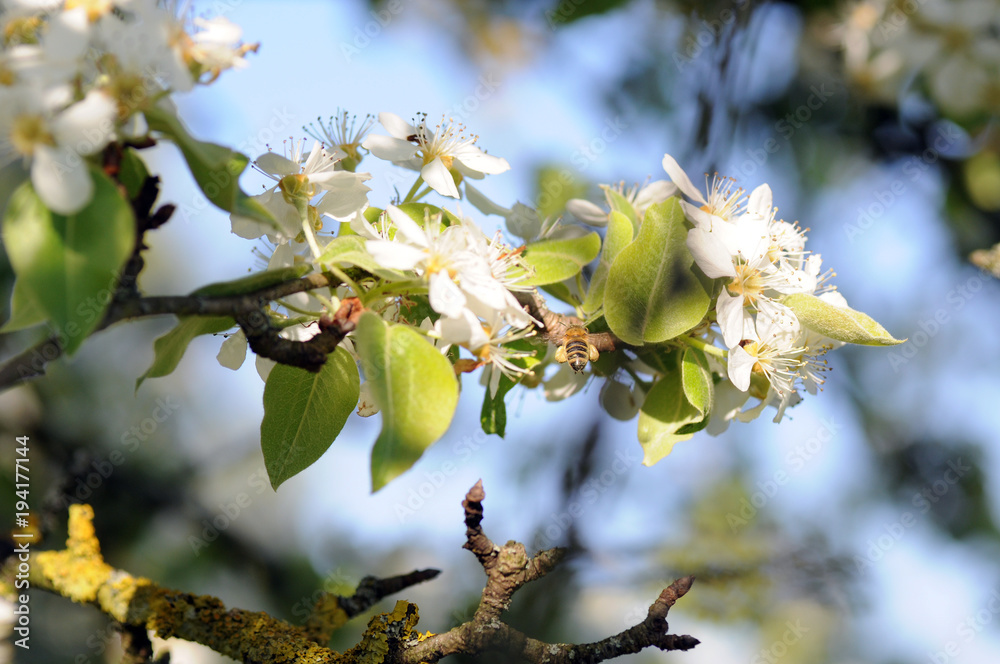 Biene an Apfelblüte