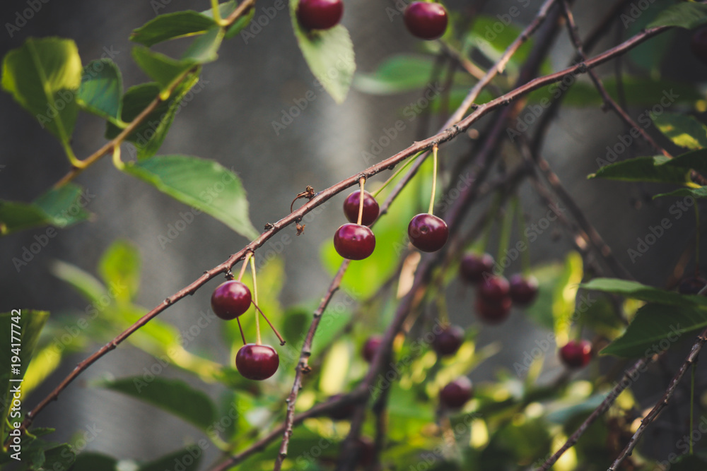 cherries red and ripe -  new harvest of ripe berries