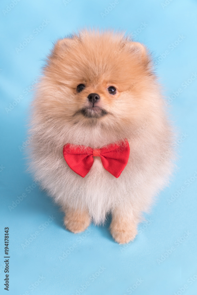 Obraz premium Young puppy Spitz with red butterfly looks at the camera, on blue background
