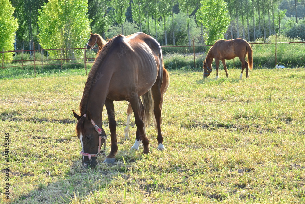 horses are both a useful and charming friend for people horses are both a useful and charming friend for people