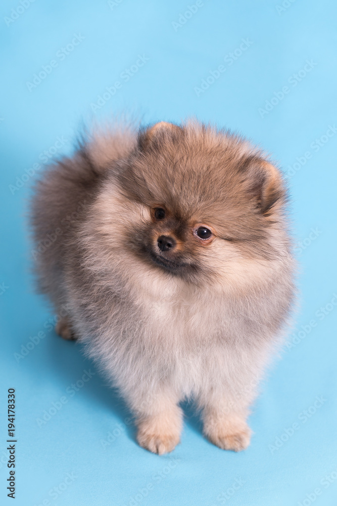 Young puppy Spitz looks at the camera, on blue background Young puppy Spitz looks at the camera, on blue background