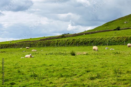 Landscape of farm with group of sheep eating grass on beautiful day on summer at countryside in Dorset, England