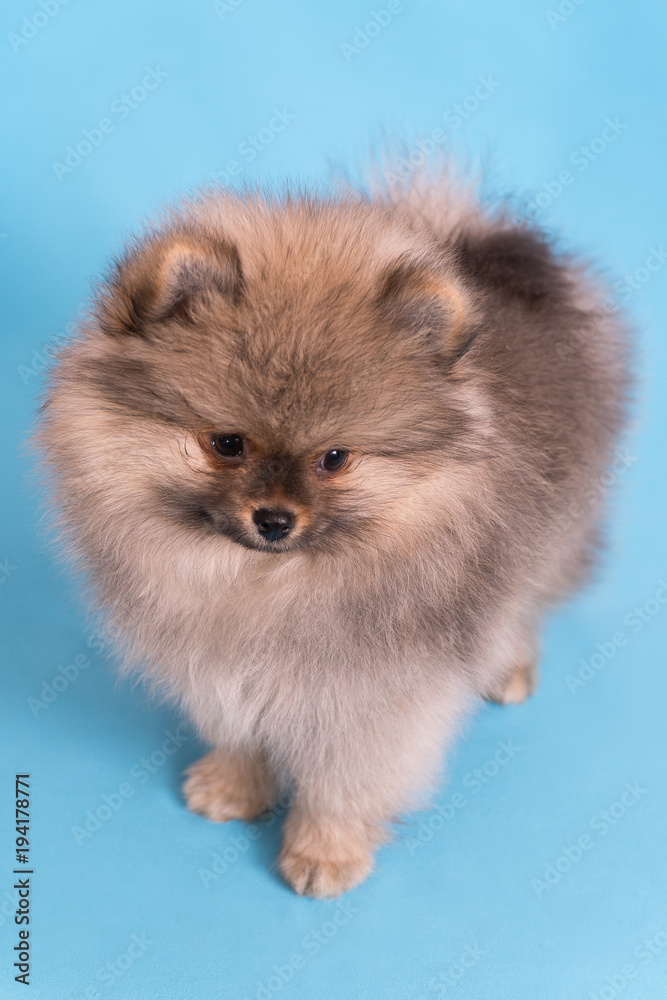 Young puppy Spitz looks at the camera, on blue background