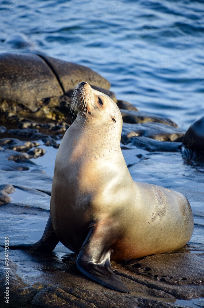 Fototapeta premium Contented Sea Lion at La Jolla, CA