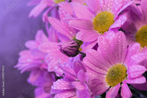 Bouquet of lilac and pink chrysanthemums with soft focus on purple background. Petals of flowers in drops of water.