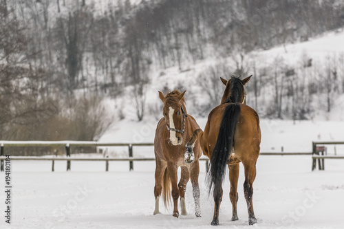 Horses playing in winter