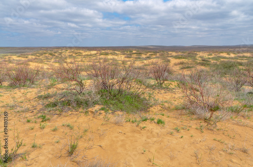 sparse vegetation on yellow sand dunes in spring Khulkhuta, Republic of Kalmykia