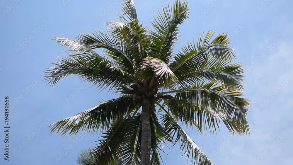 Coconuts palm tree swaying with the wind, set against a clear blue sky. Coconuts palm tree swaying with the wind, set against a clear blue sky.