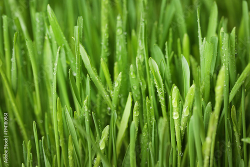 Background of green grass with water drops