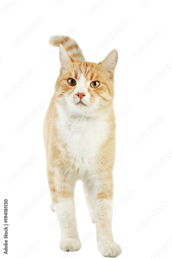 Obraz premium Beautiful ginger cat isolated on white background