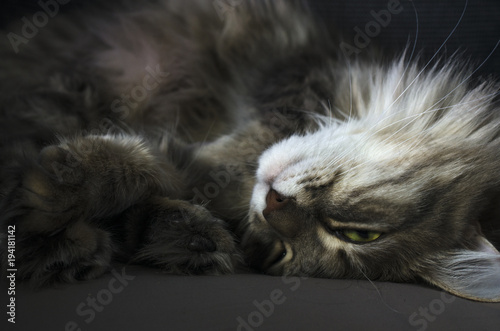 cat enjoys life, lies resting close up