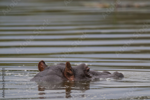 Hippopotamus, Kruger National Park