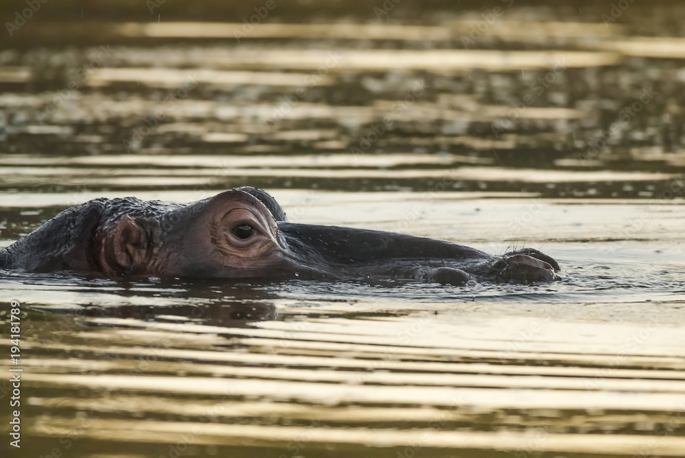 Fototapeta premium Hippopotamus, Kruger National Park