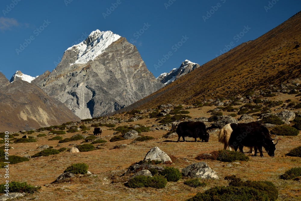 Yaks, View of Mt. Lobuche, Dusa, Dingboche, Pheriche, Solukhumbu District, Sagarmatha Zone, Himalayas, Nepal, Asia