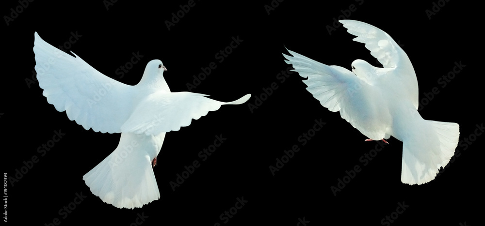 Two white doves black isolated