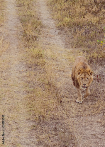 portrait photography of a lion walking on a dirt road in the wildlife of the serengeti national park in tanzania photo
