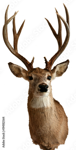 Male white-tailed deer taxidermy objects isolated
