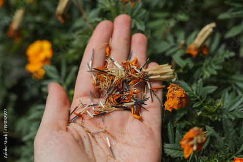 Marigold seeds