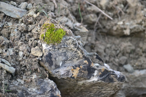 They live in lichen walls, fences, tree bark, stones, rocks. photo
