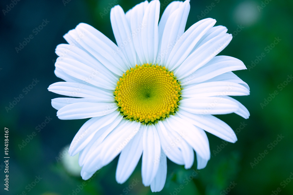Obraz premium Flower macro shot, abstract photo of a flower
