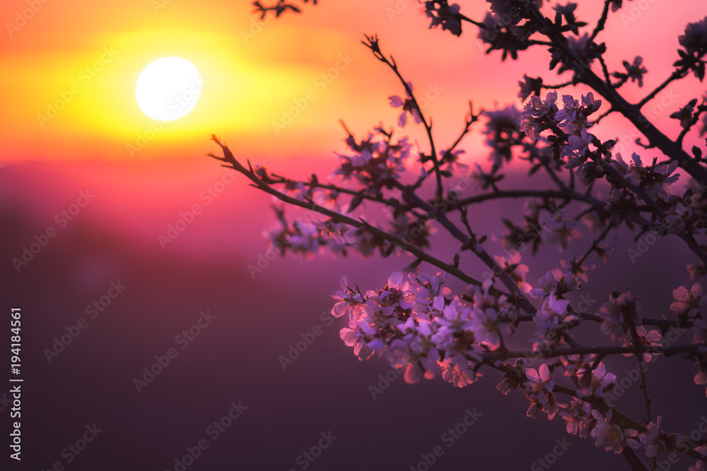 Mandorli in fiore al tramonto